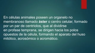 En células animales poseen un organelo no
membranoso llamado áster o centro celular, formado
por un par de centriolos, que al dividirse
en profase temprana, se dirigen hacia los polos
opuestos de la célula, formando el aparato del huso
mitótico, acrosómico o acromático.
 