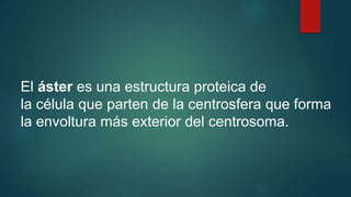 El áster es una estructura proteica de
la célula que parten de la centrosfera que forma
la envoltura más exterior del centrosoma.
 