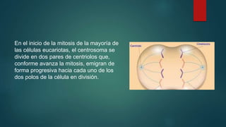 En el inicio de la mitosis de la mayoría de
las células eucariotas, el centrosoma se
divide en dos pares de centriolos que,
conforme avanza la mitosis, emigran de
forma progresiva hacia cada uno de los
dos polos de la célula en división.
 