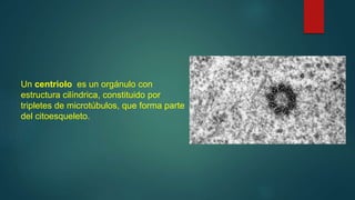 Un centriolo ​ es un orgánulo con
estructura cilíndrica, constituido por
tripletes de microtúbulos, que forma parte
del citoesqueleto.
 