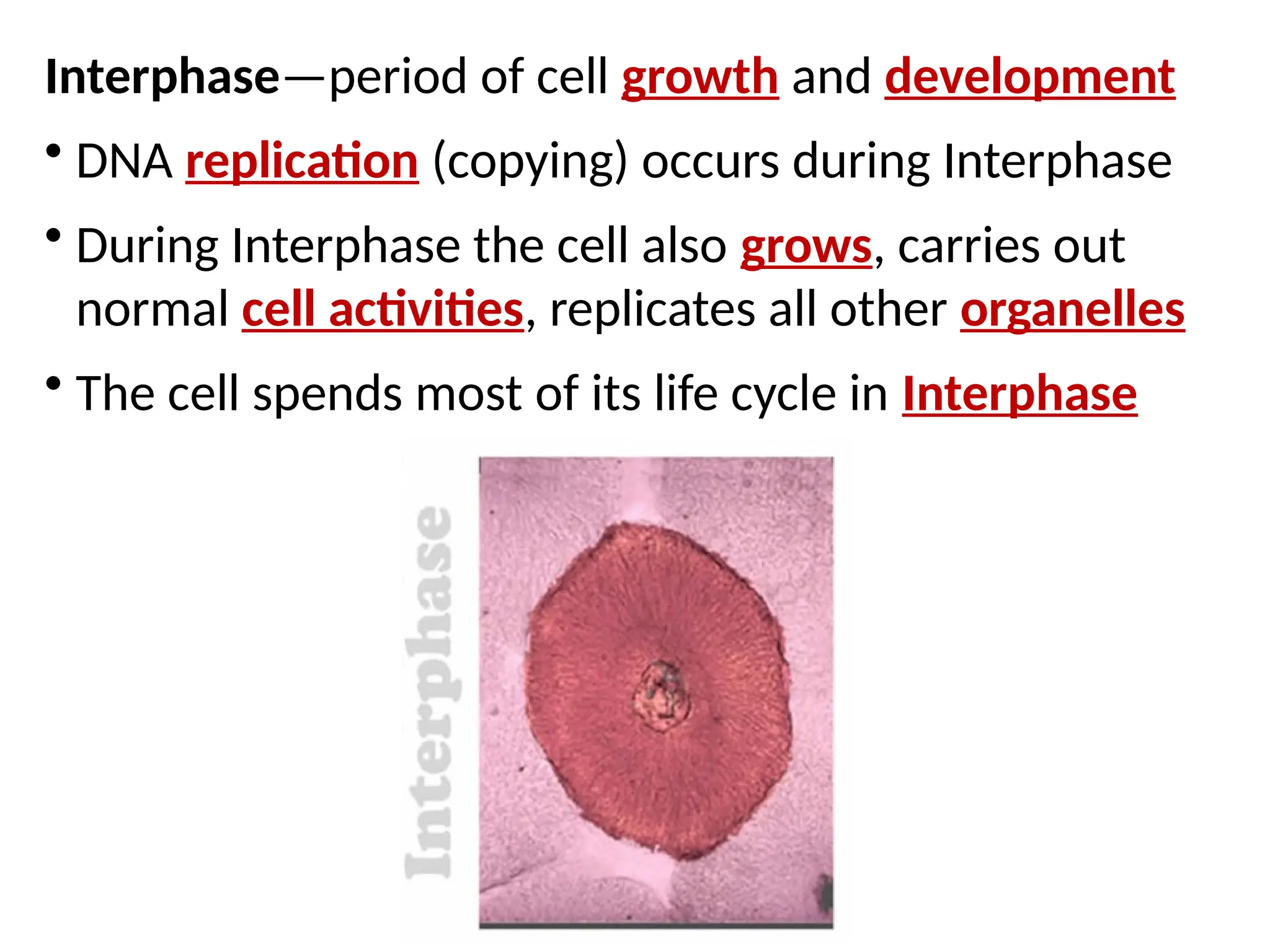 Interphase—period of cell growth and development
• DNA replication (copying) occurs during Interphase
• During Interphase the cell also grows, carries out
normal cell activities, replicates all other organelles
• The cell spends most of its life cycle in Interphase
 