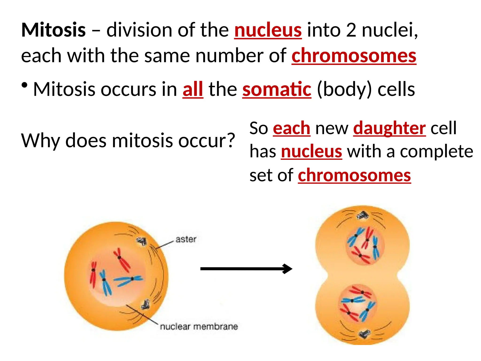 Mitosis – division of the nucleus into 2 nuclei,
each with the same number of chromosomes
• Mitosis occurs in all the somatic (body) cells
Why does mitosis occur?
So each new daughter cell
has nucleus with a complete
set of chromosomes
 