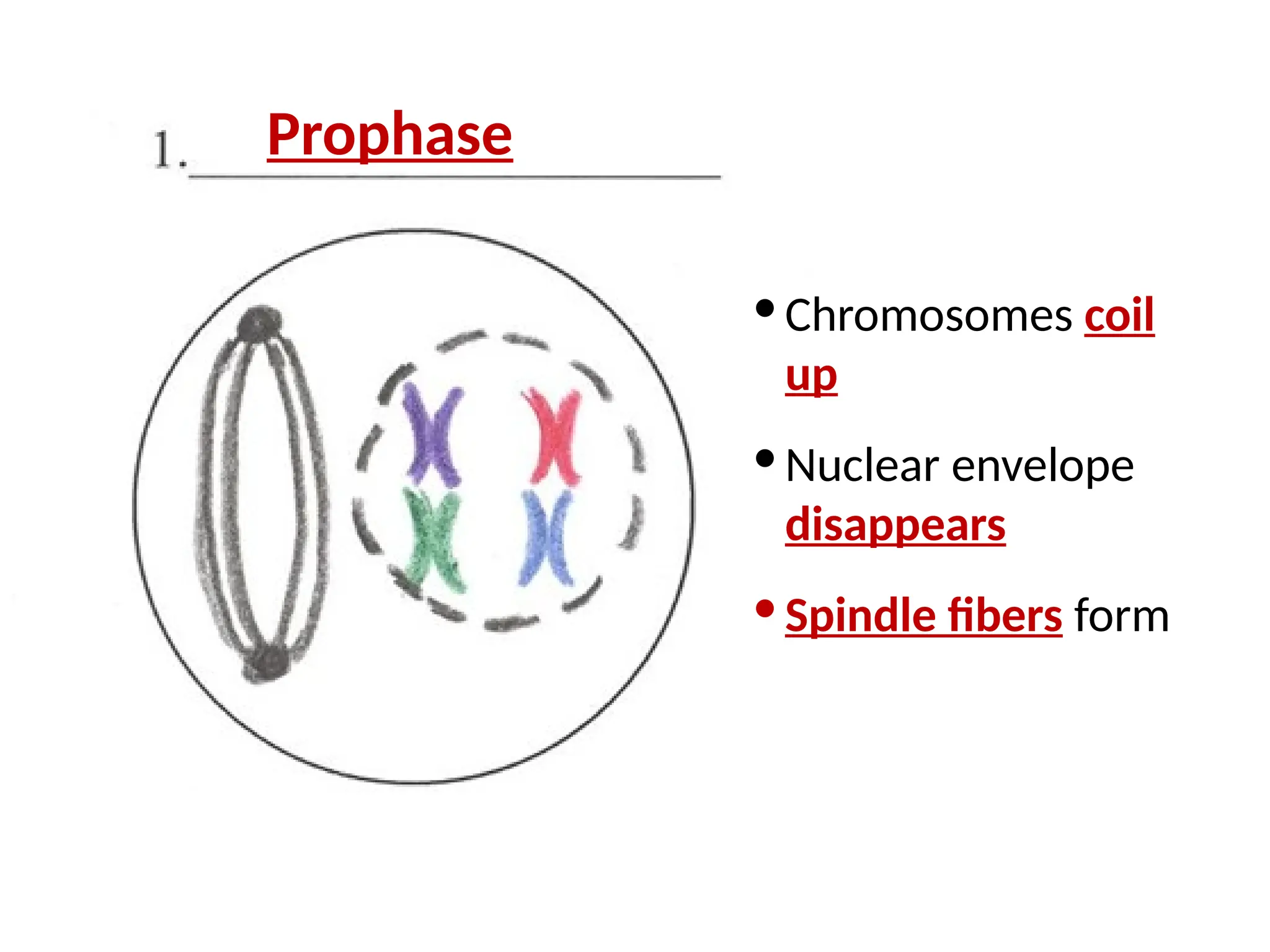 · Chromosomes coil
up
· Nuclear envelope
disappears
· Spindle fibers form
Prophase
 