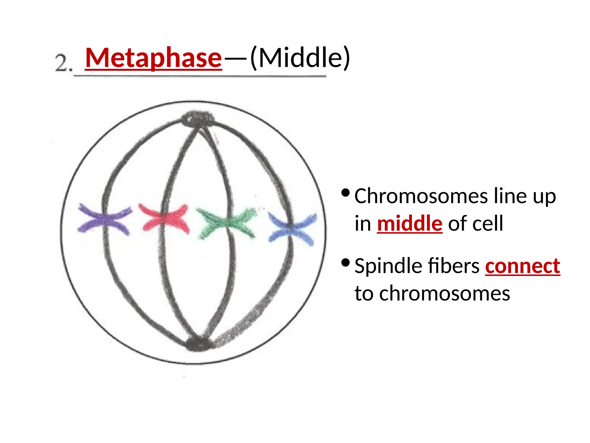 · Chromosomes line up
in middle of cell
· Spindle fibers connect
to chromosomes
Metaphase—(Middle)
 