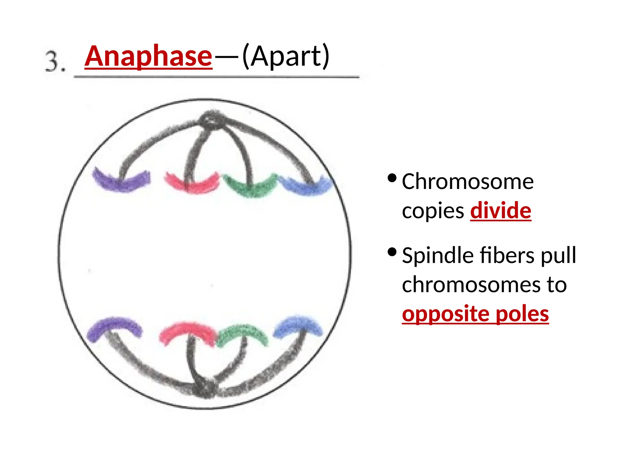 · Chromosome
copies divide
· Spindle fibers pull
chromosomes to
opposite poles
Anaphase—(Apart)
 