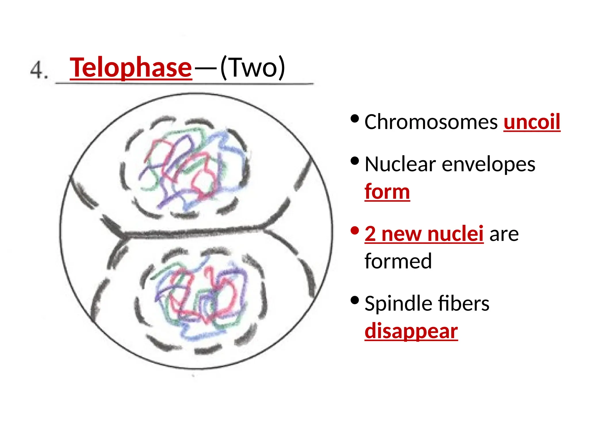 · Chromosomes uncoil
· Nuclear envelopes
form
· 2 new nuclei are
formed
· Spindle fibers
disappear
Telophase—(Two)
 