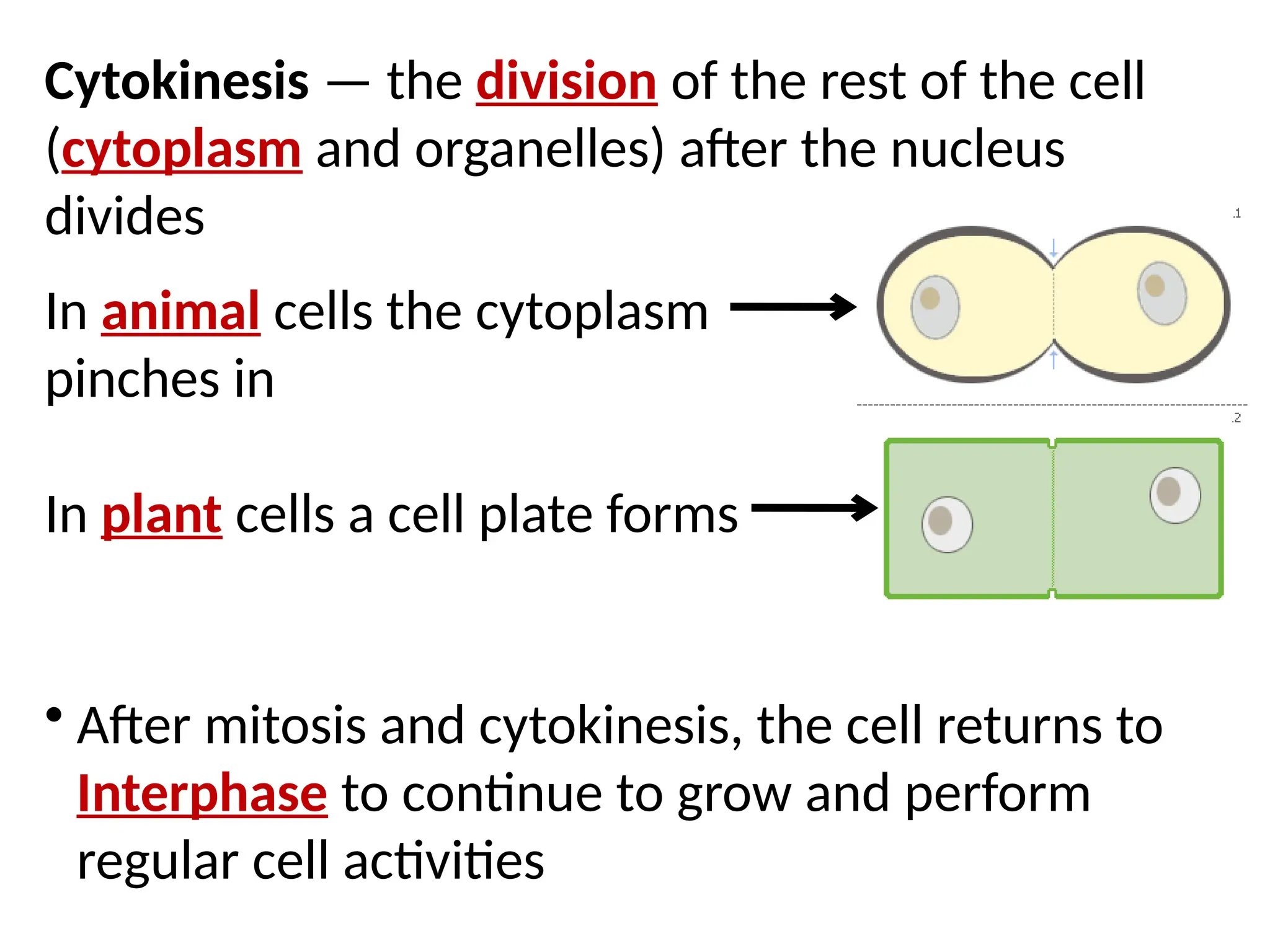 Cytokinesis — the division of the rest of the cell
(cytoplasm and organelles) after the nucleus
divides
In animal cells the cytoplasm
pinches in
In plant cells a cell plate forms
• After mitosis and cytokinesis, the cell returns to
Interphase to continue to grow and perform
regular cell activities
 