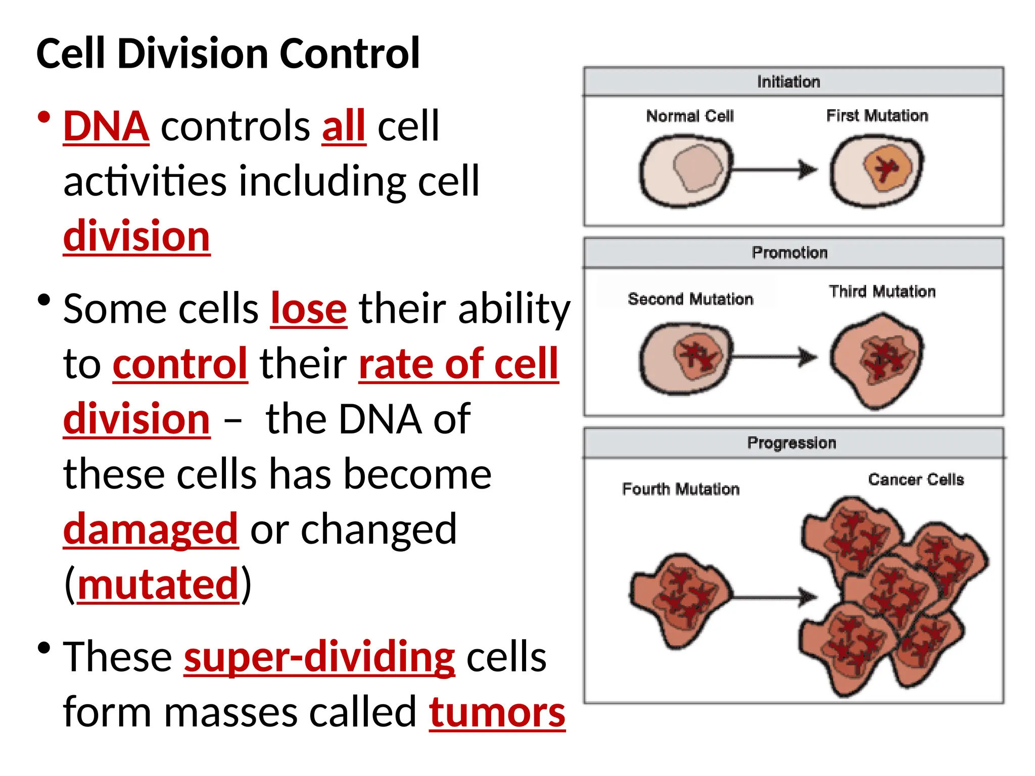 Cell Division Control
• DNA controls all cell
activities including cell
division
• Some cells lose their ability
to control their rate of cell
division – the DNA of
these cells has become
damaged or changed
(mutated)
• These super-dividing cells
form masses called tumors
 