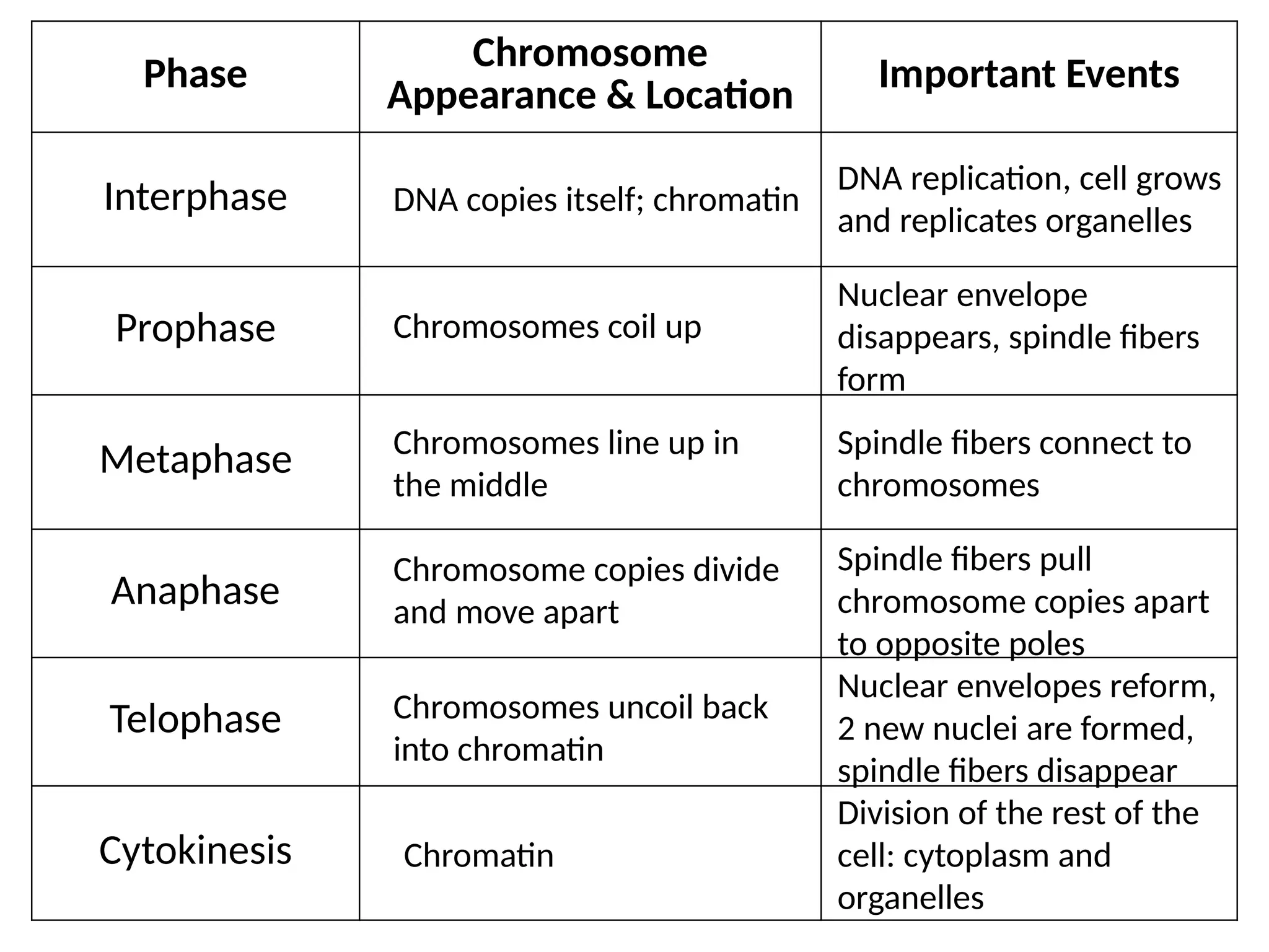 Phase Chromosome
Appearance & Location
Important Events
Interphase
Prophase
Metaphase
Anaphase
Telophase
Cytokinesis
DNA replication, cell grows
and replicates organelles
Nuclear envelope
disappears, spindle fibers
form
DNA copies itself; chromatin
Chromosomes coil up
Chromosomes line up in
the middle
Spindle fibers connect to
chromosomes
Chromosome copies divide
and move apart
Spindle fibers pull
chromosome copies apart
to opposite poles
Chromosomes uncoil back
into chromatin
Nuclear envelopes reform,
2 new nuclei are formed,
spindle fibers disappear
Division of the rest of the
cell: cytoplasm and
organelles
Chromatin
 