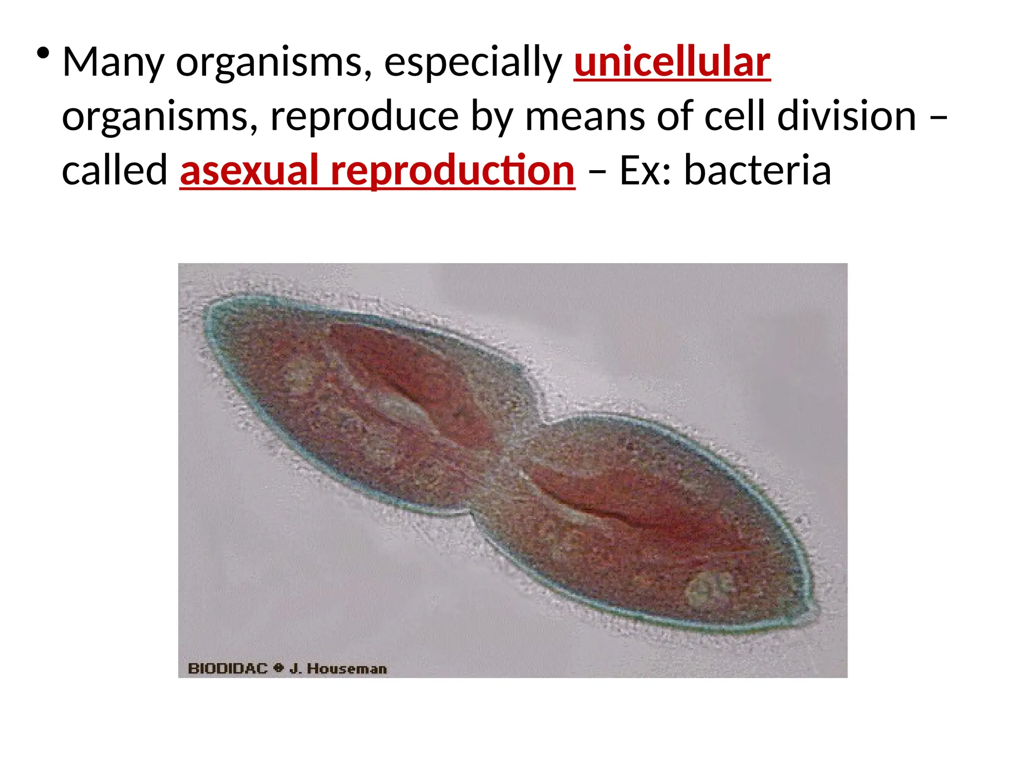 • Many organisms, especially unicellular
organisms, reproduce by means of cell division –
called asexual reproduction – Ex: bacteria
 