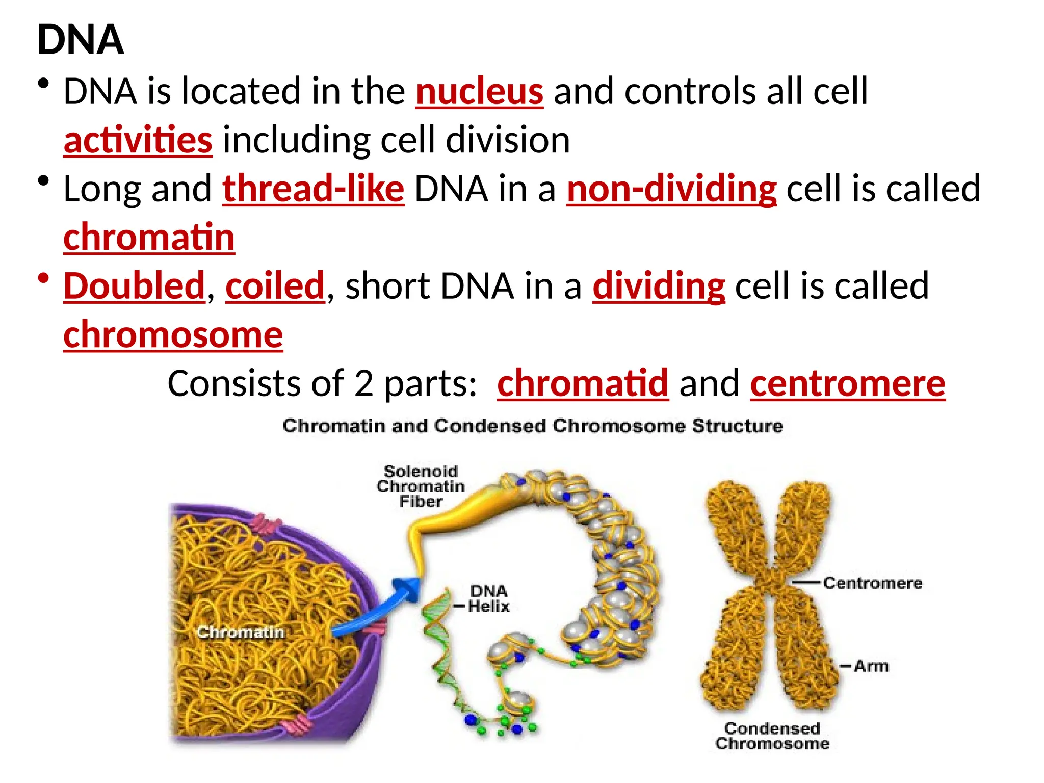 DNA
• DNA is located in the nucleus and controls all cell
activities including cell division
• Long and thread-like DNA in a non-dividing cell is called
chromatin
• Doubled, coiled, short DNA in a dividing cell is called
chromosome
Consists of 2 parts: chromatid and centromere
 