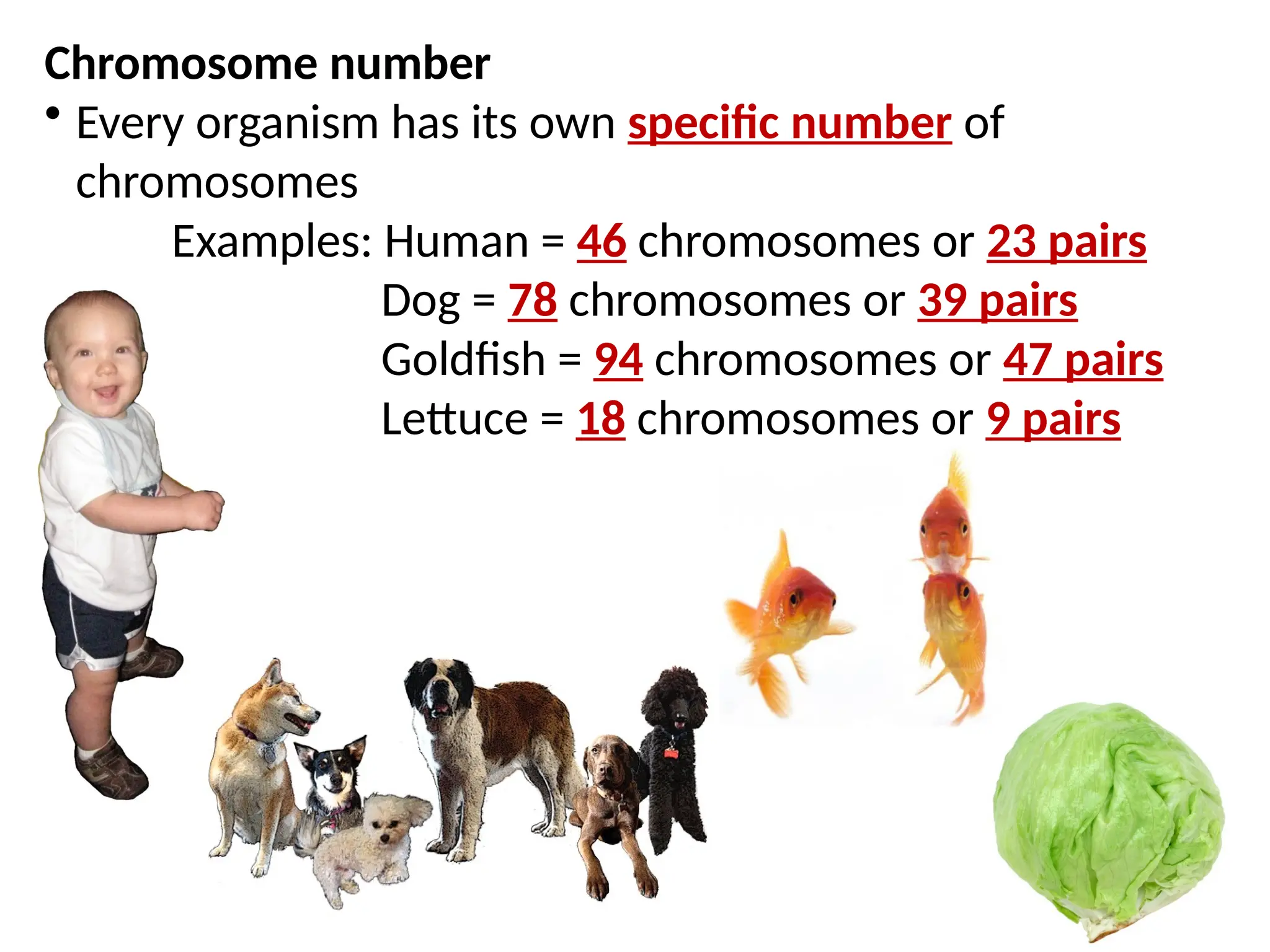 Chromosome number
• Every organism has its own specific number of
chromosomes
Examples: Human = 46 chromosomes or 23 pairs
Dog = 78 chromosomes or 39 pairs
Goldfish = 94 chromosomes or 47 pairs
Lettuce = 18 chromosomes or 9 pairs
 