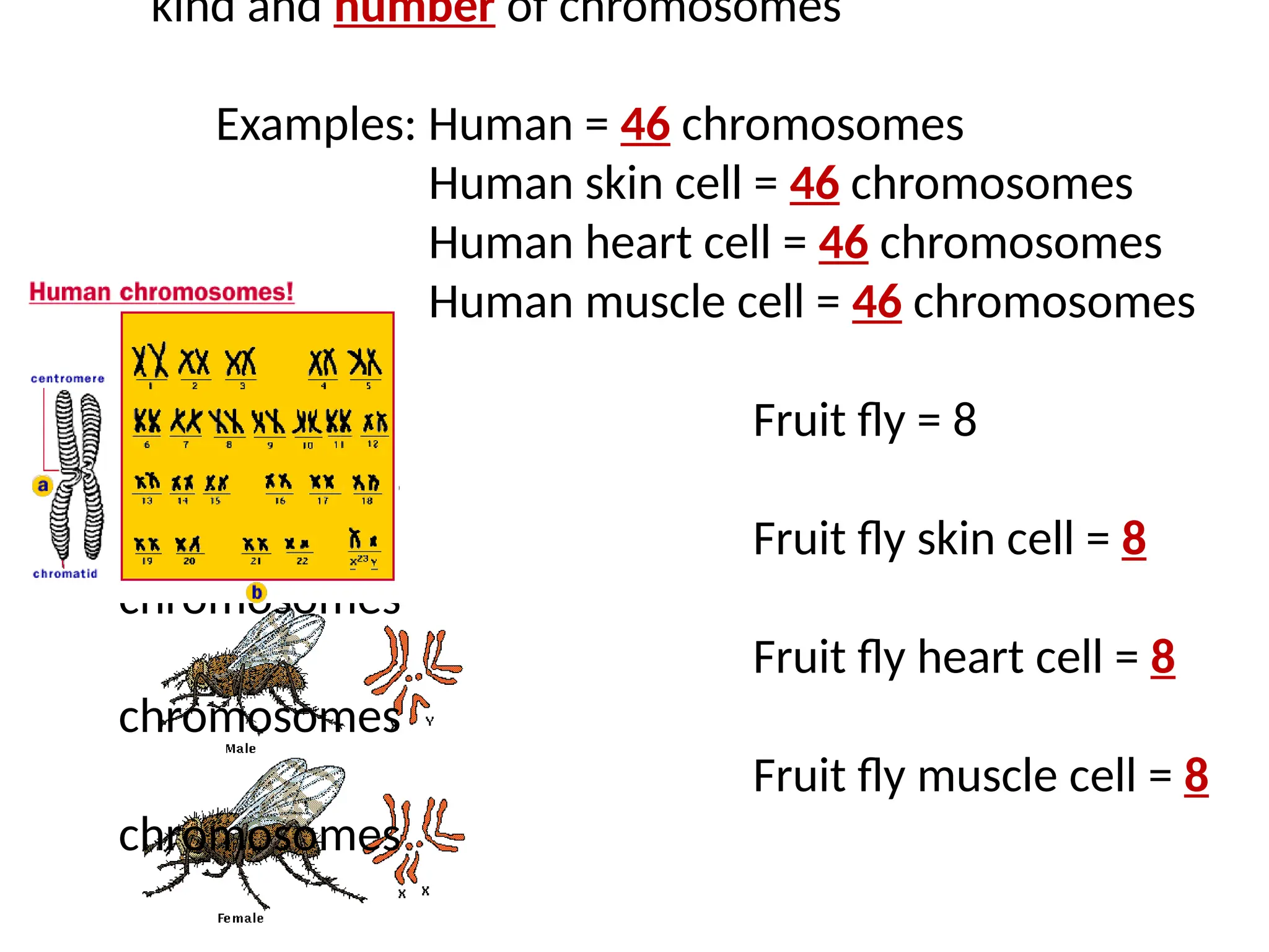 kind and number of chromosomes
Examples: Human = 46 chromosomes
Human skin cell = 46 chromosomes
Human heart cell = 46 chromosomes
Human muscle cell = 46 chromosomes
Fruit fly = 8
chromosomes
Fruit fly skin cell = 8
chromosomes
Fruit fly heart cell = 8
chromosomes
Fruit fly muscle cell = 8
chromosomes
 