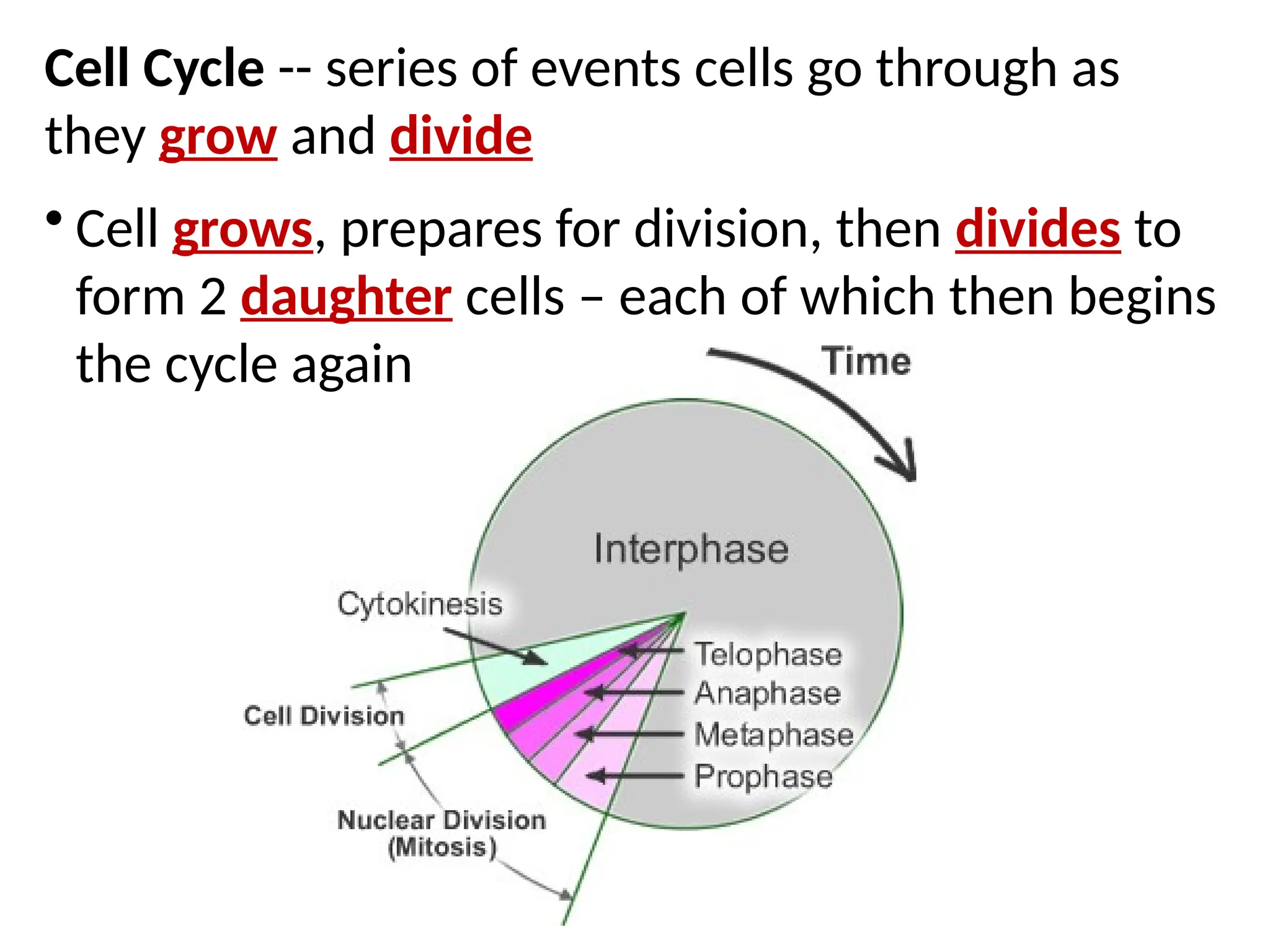 Cell Cycle -- series of events cells go through as
they grow and divide
• Cell grows, prepares for division, then divides to
form 2 daughter cells – each of which then begins
the cycle again
 