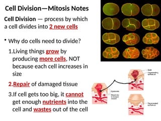 Cell Division — process by which a cell divides into 2 new cells | PPTX