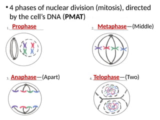 Anaphase—(Apart)
Prophase Metaphase—(Middle)
Telophase—(Two)
Anaphase—(Apart)
• 4 phases of nuclear division (mitosis), directed
by the cell’s DNA (PMAT)
 