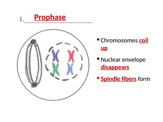 · Chromosomes coil
up
· Nuclear envelope
disappears
· Spindle fibers form
Prophase
 
