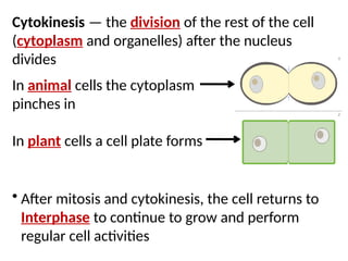 Cytokinesis — the division of the rest of the cell
(cytoplasm and organelles) after the nucleus
divides
In animal cells the cytoplasm
pinches in
In plant cells a cell plate forms
• After mitosis and cytokinesis, the cell returns to
Interphase to continue to grow and perform
regular cell activities
 