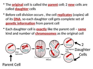 • The original cell is called the parent cell; 2 new cells are
called daughter cells
• Before cell division occurs , the cell replicates (copies) all
of its DNA, so each daughter cell gets complete set of
genetic information from parent cell
• Each daughter cell is exactly like the parent cell – same
kind and number of chromosomes as the original cell
Parent Cell
2
Daughter
Cells
 
