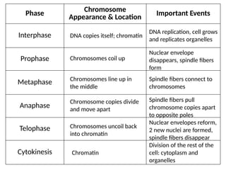 Phase Chromosome
Appearance & Location
Important Events
Interphase
Prophase
Metaphase
Anaphase
Telophase
Cytokinesis
DNA replication, cell grows
and replicates organelles
Nuclear envelope
disappears, spindle fibers
form
DNA copies itself; chromatin
Chromosomes coil up
Chromosomes line up in
the middle
Spindle fibers connect to
chromosomes
Chromosome copies divide
and move apart
Spindle fibers pull
chromosome copies apart
to opposite poles
Chromosomes uncoil back
into chromatin
Nuclear envelopes reform,
2 new nuclei are formed,
spindle fibers disappear
Division of the rest of the
cell: cytoplasm and
organelles
Chromatin
 