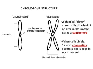 o 2 identical “sister”
chromatids attached at
an area in the middle
called a centromere
o When cells divide,
“sister” chromatids
separate and 1 goes to
each new cell
 