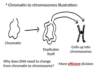 Chromatin
Duplicates
itself
Coils up into
chromosomes
• Chromatin to chromosomes illustration:
Why does DNA need to change
from chromatin to chromosome?
More efficient division
 