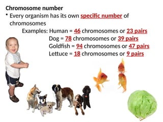 Chromosome number
• Every organism has its own specific number of
chromosomes
Examples: Human = 46 chromosomes or 23 pairs
Dog = 78 chromosomes or 39 pairs
Goldfish = 94 chromosomes or 47 pairs
Lettuce = 18 chromosomes or 9 pairs
 