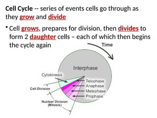 Cell Cycle -- series of events cells go through as
they grow and divide
• Cell grows, prepares for division, then divides to
form 2 daughter cells – each of which then begins
the cycle again
 