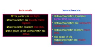 Mitosis cell cycle biology IGCSE 0610 revision | PPTX