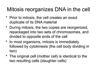 Comprehensive Overview of Cell Division: Mitosis and Cytokinesis ...