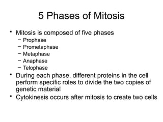 Comprehensive Overview of Cell Division: Mitosis and Cytokinesis ...