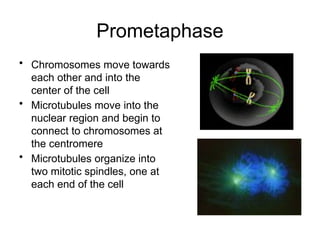 Comprehensive Overview of Cell Division: Mitosis and Cytokinesis ...