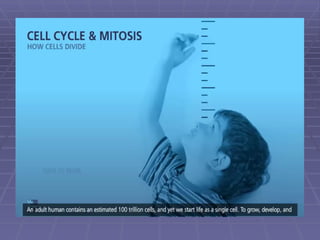 Comprehensive Overview of the Cell Cycle and Mitosis Process | PPTX