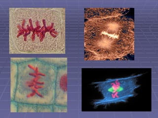 Comprehensive Overview of the Cell Cycle and Mitosis Process | PPTX