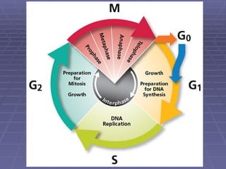 Comprehensive Overview of the Cell Cycle and Mitosis Process | PPTX