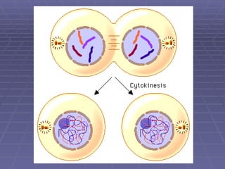 Comprehensive Overview of the Cell Cycle and Mitosis Process | PPTX
