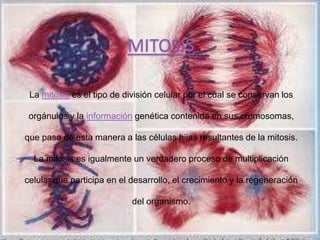MITOSIS

 La mitosis es el tipo de división celular por el cual se conservan los

 orgánulos y la información genética contenida en sus cromosomas,

que pasa de esta manera a las células hijas resultantes de la mitosis.

  La mitosis es igualmente un verdadero proceso de multiplicación

celular que participa en el desarrollo, el crecimiento y la regeneración

                            del organismo.
 