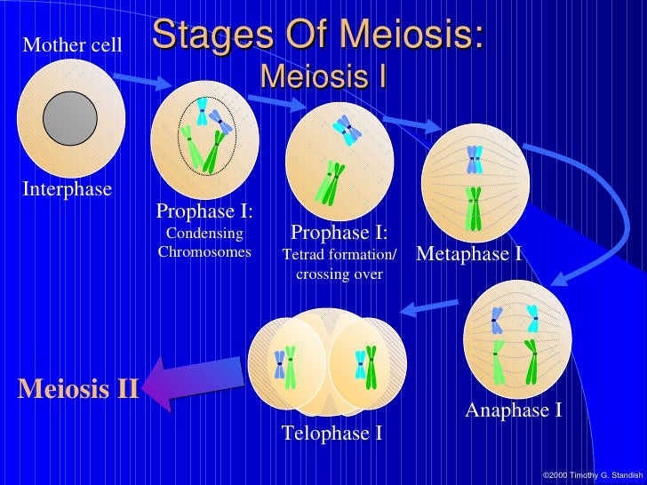 Mitosis And Meiosis