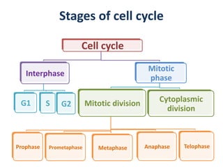 mitosis- Cell cycle and their check points | PDF