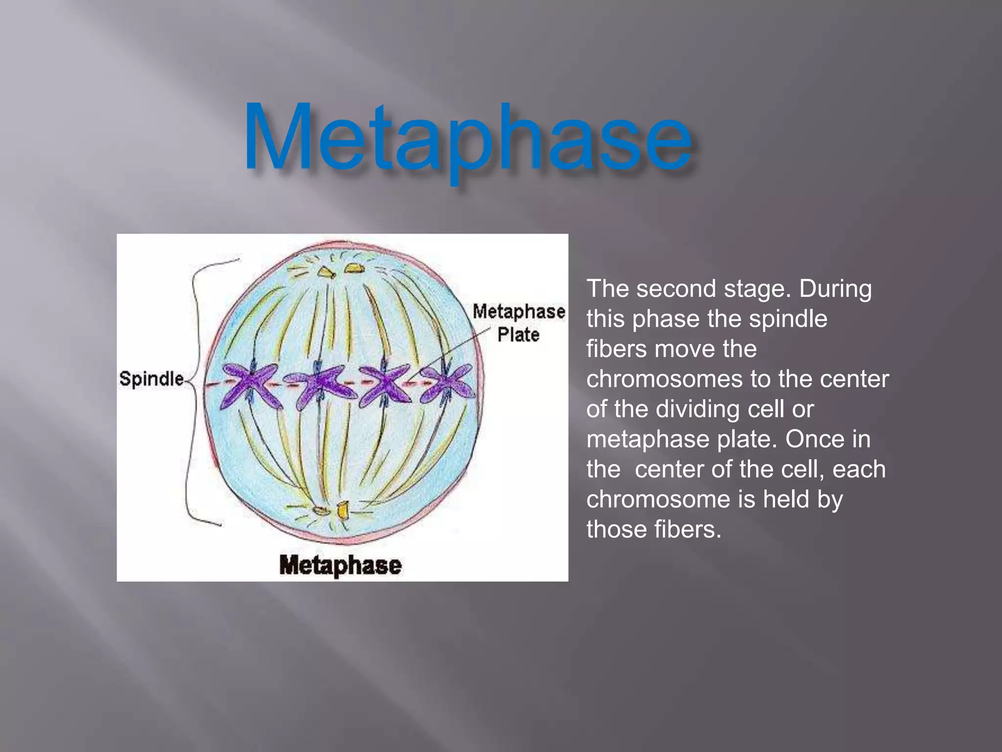 Metaphase
      The second stage. During
      this phase the spindle
      fibers move the
      chromosomes to the center
      of the dividing cell or
      metaphase plate. Once in
      the center of the cell, each
      chromosome is held by
      those fibers.
 