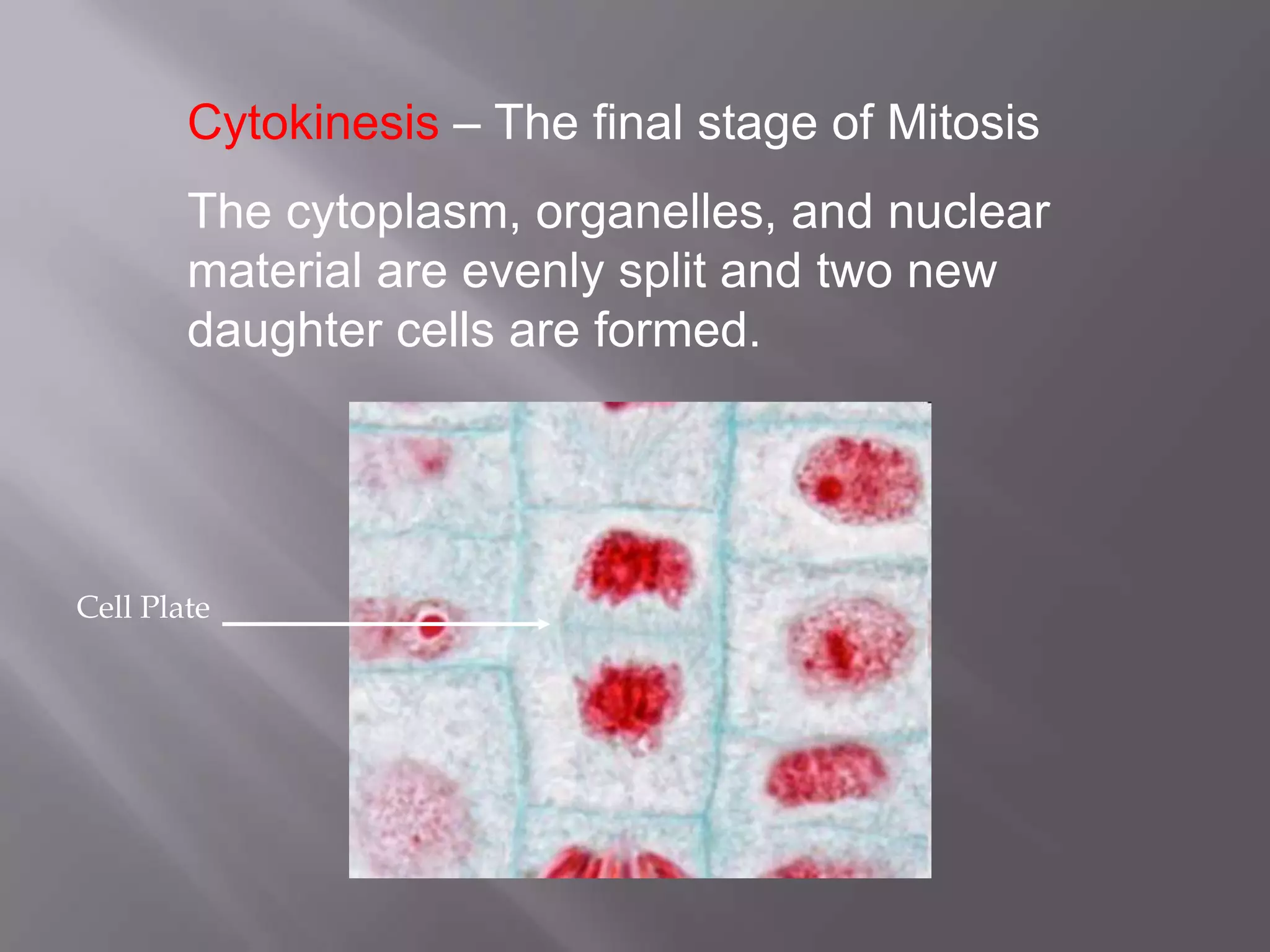 Cytokinesis – The final stage of Mitosis
        The cytoplasm, organelles, and nuclear
        material are evenly split and two new
        daughter cells are formed.




Cell Plate
 