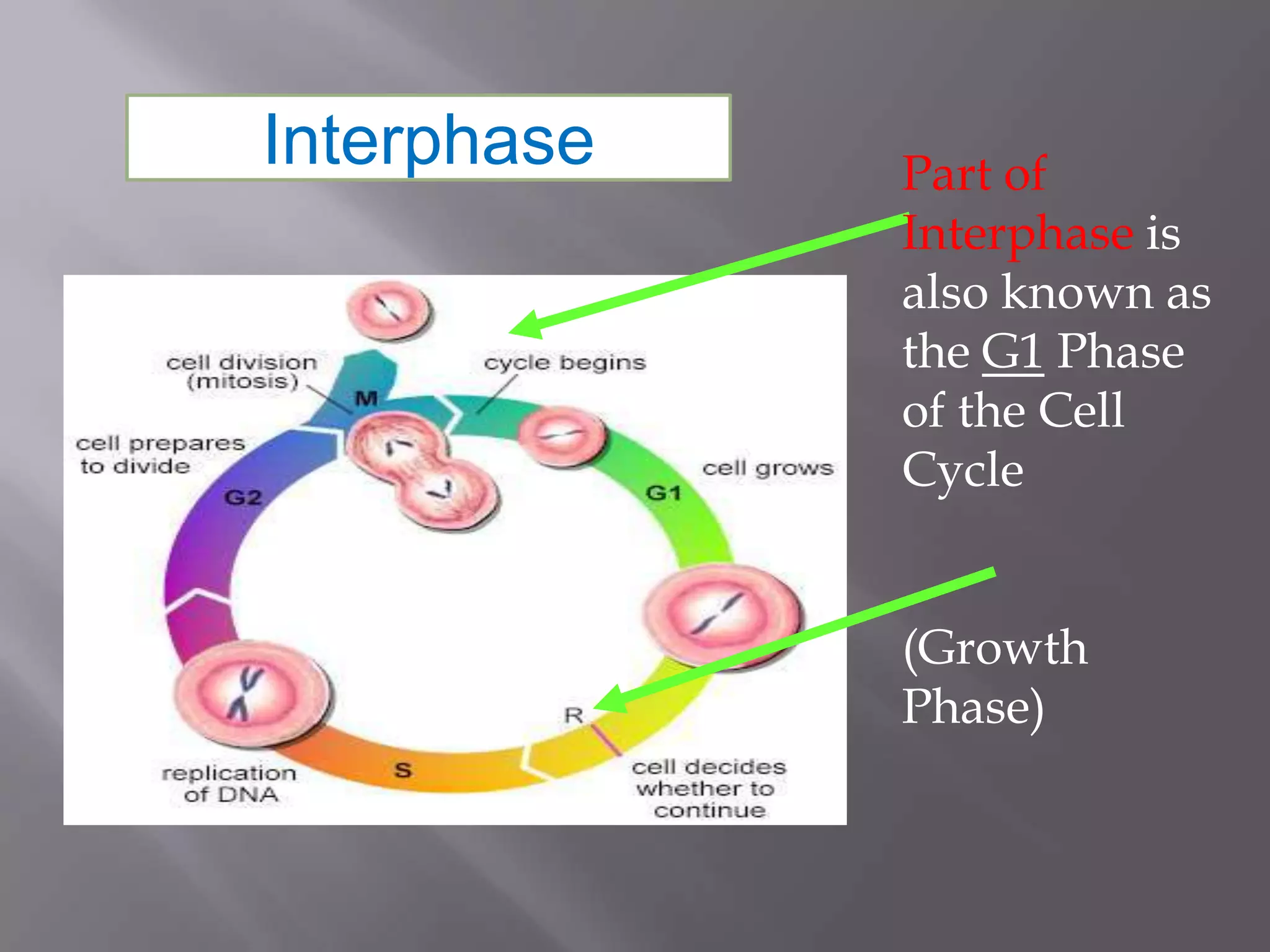 Interphase   Part of
             Interphase is
             also known as
             the G1 Phase
             of the Cell
             Cycle


             (Growth
             Phase)
 