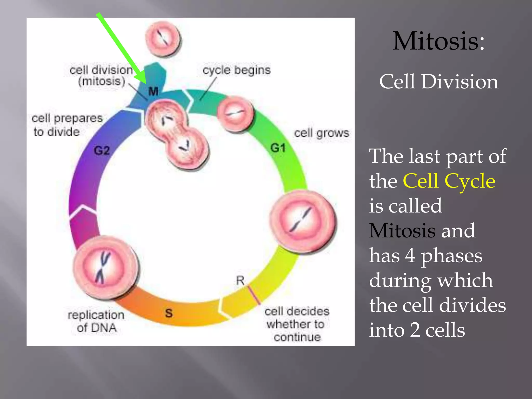 Mitosis:
 Cell Division


The last part of
the Cell Cycle
is called
Mitosis and
has 4 phases
during which
the cell divides
into 2 cells
 