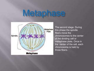 Metaphase
      The second stage. During
      this phase the spindle
      fibers move the
      chromosomes to the center
      of the dividing cell or
      metaphase plate. Once in
      the center of the cell, each
      chromosome is held by
      those fibers.
 