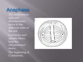 Anaphase
The centromeres
split and
chromosomes
move to the
different sides of
the cell.
Centrioles and
spindle fibers
help the
chromosomes
move.
The beginning of
Cytokinesis.
 