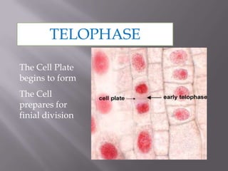 TELOPHASE

The Cell Plate
begins to form
The Cell
prepares for
finial division
 