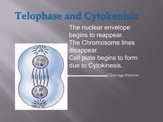 Telophase and Cytokenisis
          The nuclear envelope
          begins to reappear.
          The Chromosome lines
          disappear.
          Cell plate begins to form
          due to Cytokinesis.
                        Cleavage Furrow
 