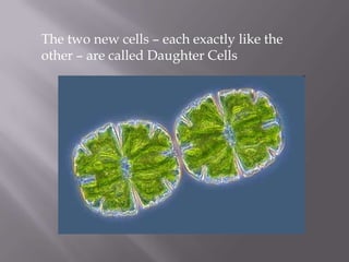 The two new cells – each exactly like the
other – are called Daughter Cells
 