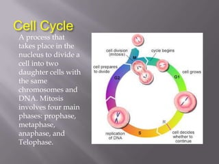 Cell Cycle
A process that
takes place in the
nucleus to divide a
cell into two
daughter cells with
the same
chromosomes and
DNA. Mitosis
involves four main
phases: prophase,
metaphase,
anaphase, and
Telophase.
 