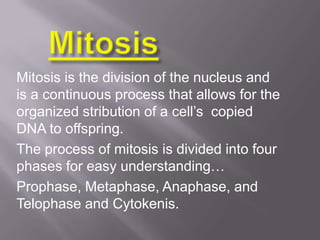 Mitosis is the division of the nucleus and
is a continuous process that allows for the
organized stribution of a cell’s copied
DNA to offspring.
The process of mitosis is divided into four
phases for easy understanding…
Prophase, Metaphase, Anaphase, and
Telophase and Cytokenis.
 